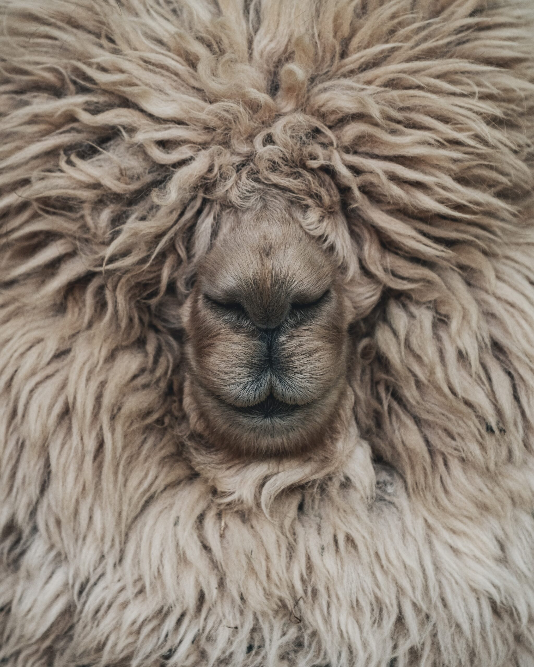 Merinosheep HighRes